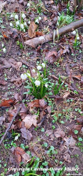 2025 03 01 08 16 11 DEU Wahren Leipzig 016 2