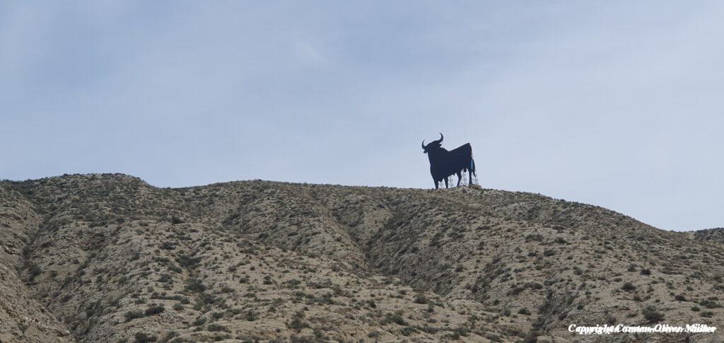 Wieder ein Stier bei Alfajarín