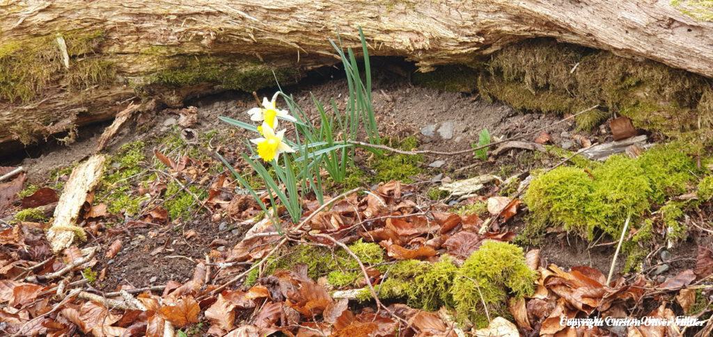 2025 03 30 13 16 01 DEU Alzen 009