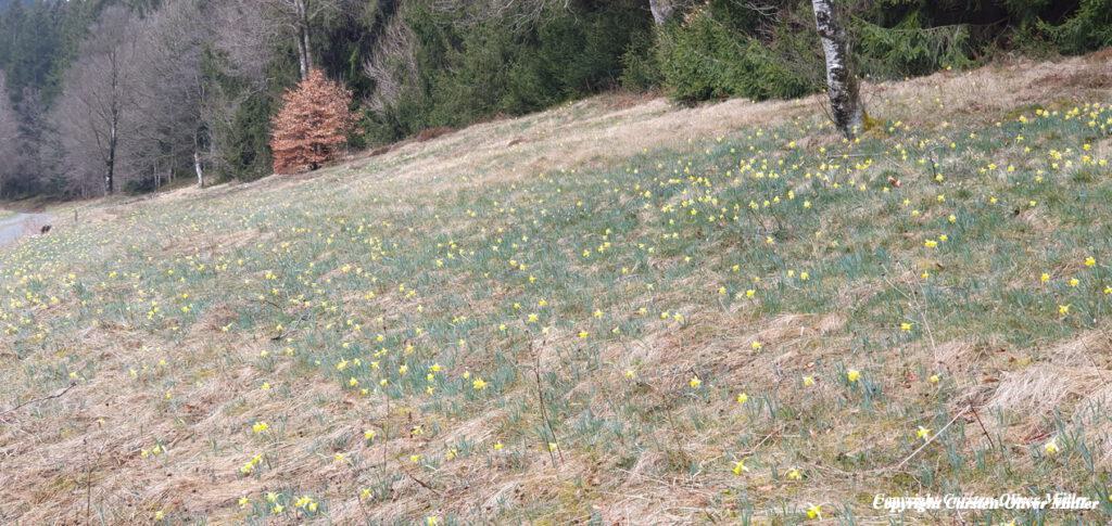 2025 03 30 14 37 16 DEU Alzen 033