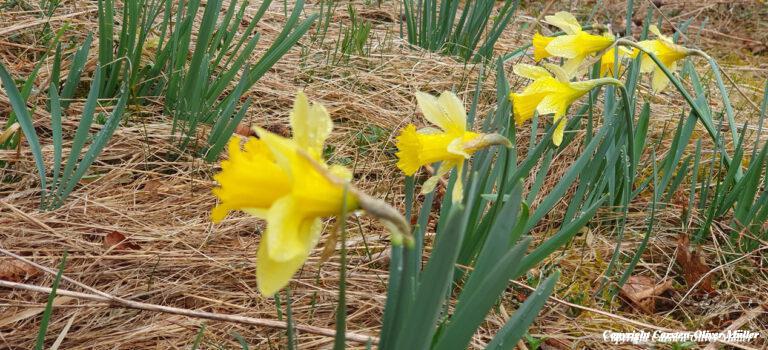 Von einer Sonnenfinsternis, einem Radioteleskop und von Narzissen