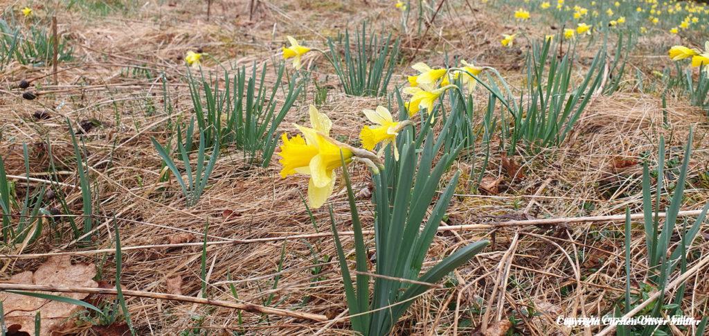 2025 03 30 14 37 54 DEU Alzen 035