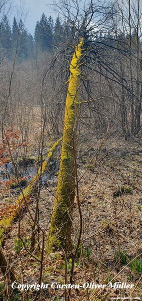 2025 03 30 15 04 21 DEU Alzen 046