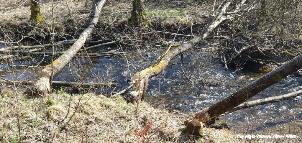 Brücken über den Bach